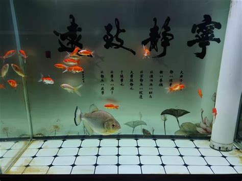 房間養魚|房間養魚有禁忌？專家解答